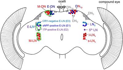 A Functional Clock Within the Main Morning and Evening Neurons of D. melanogaster Is Not Sufficient for Wild-Type Locomotor Activity Under Changing Day Length